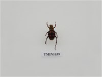 藏品(黃肩長腳花金龜)的圖片